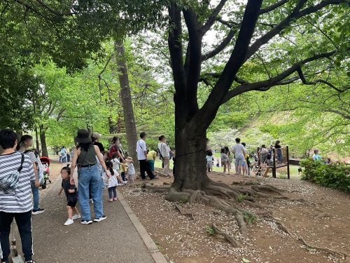 2024/4/27 神奈川県 横浜市 岸根公園